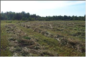 Pretty hay all in a row