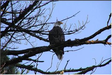 Out on a limb