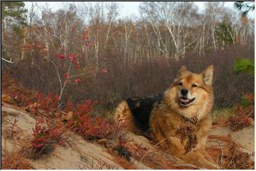 Canine bliss