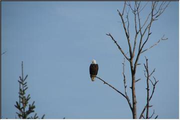 Regal watcher