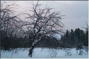 Winter apples?