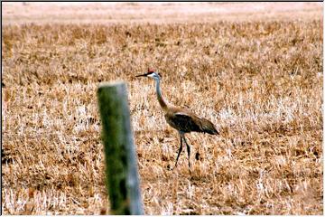 Outstanding in his field