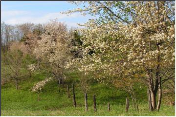 Smell the blossoms