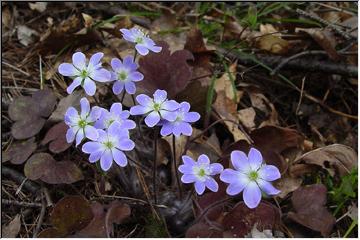 Wildflower