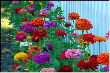 Colorful fencing