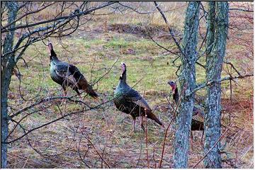 gobble gobble