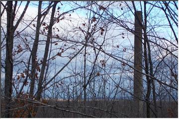 Tangled trees