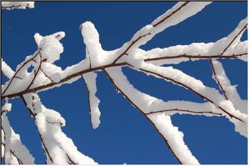 Coated branches