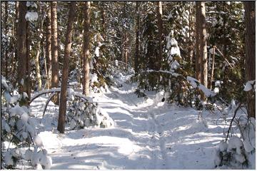 Winding trail