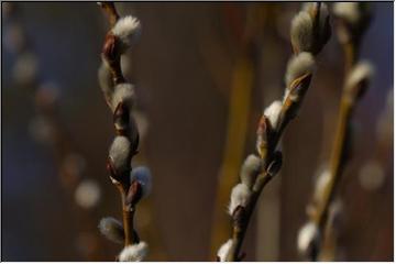 Salix discolor