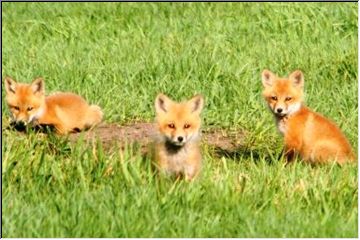 Tumbling in the grass