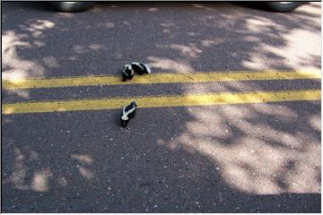 Itty bitty skunks