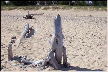 Log sculpting