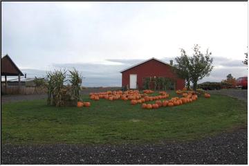 Jack-o-lanterns