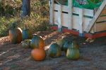 Future Jack-o-lanterns