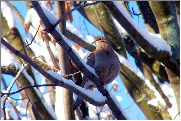 Cold Dove