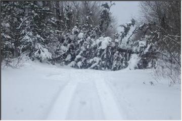 Big tree down