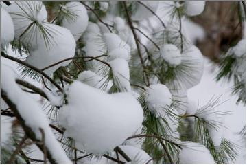 Marshmallow tree