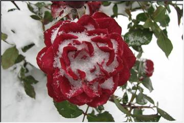 Peeking out of the snow