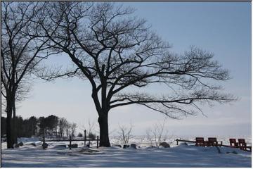 Still winter white