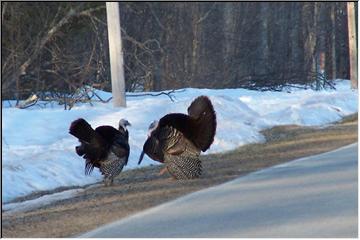 Why did the turkey cross the road?