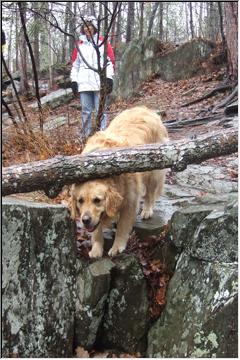 Peek-a-boo doggie