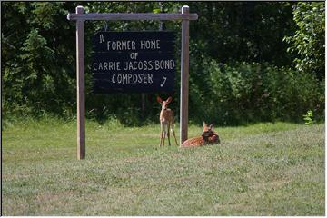 Guard deer