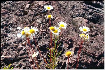 Springing out of rock