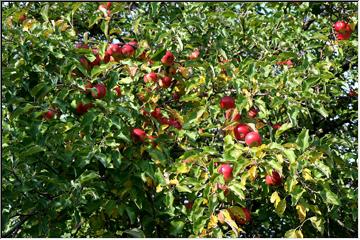 Apple time!