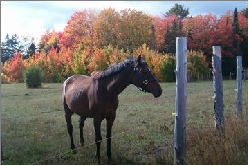 Galloping colors