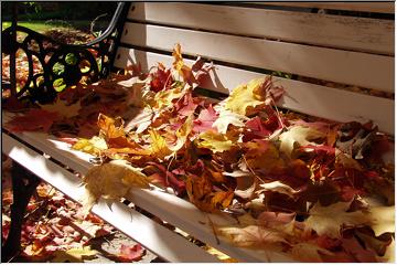 This bench is occupied