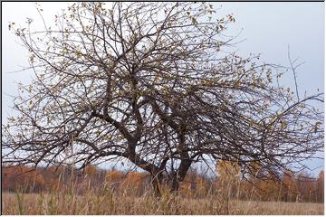 Bare branches