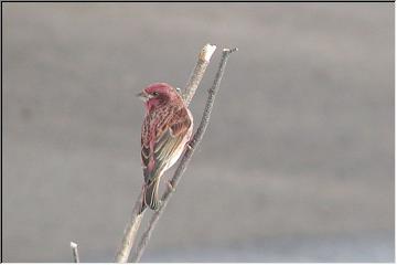 Bird watching