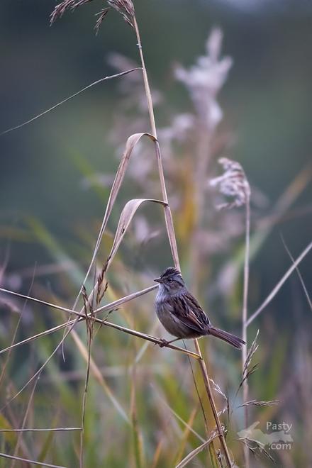 Photo by Frederic W. Koski