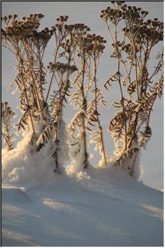 Dried grass