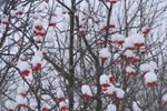 Covered berries