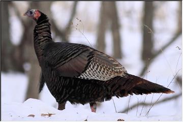 Why'd the turkey cross the road?