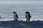 Tuxedo birds