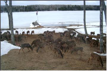 Lots of deer