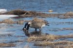 Two headed goose?