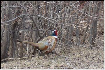 Colorful visitor