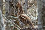 Ruffed Grouse