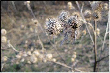 Porcupine eggs