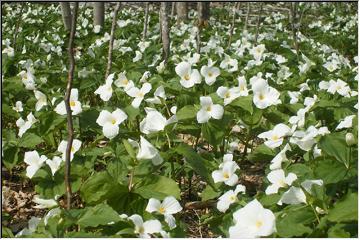 Field of flowers