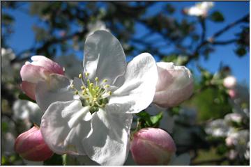 Bursting blossom