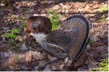 Fluffed out