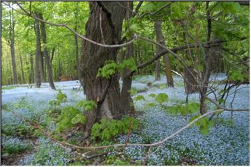 Flowering carpet