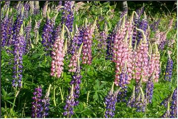 Pretty wildflower