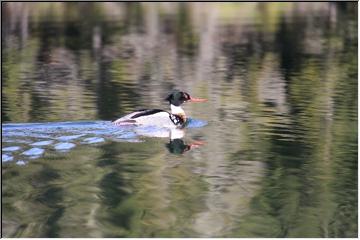 Swimming along