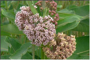 Milkweed